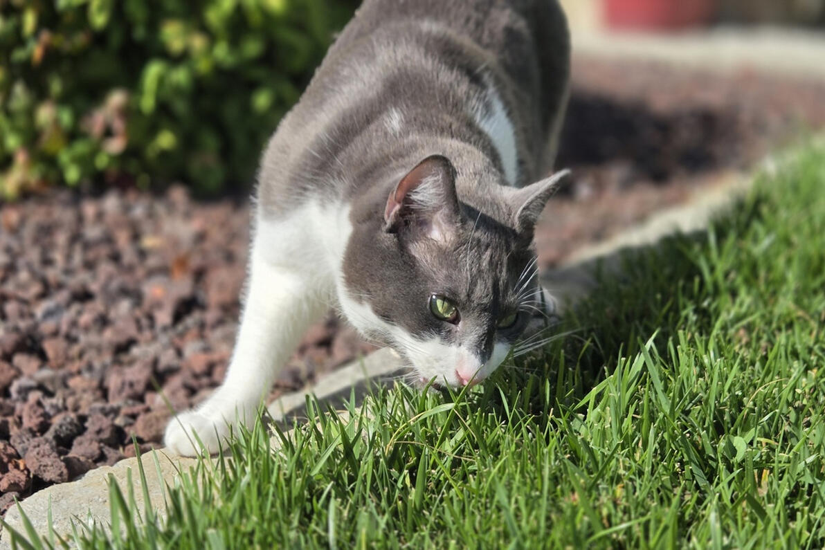 Joey eating some grass Joey eating some grass
