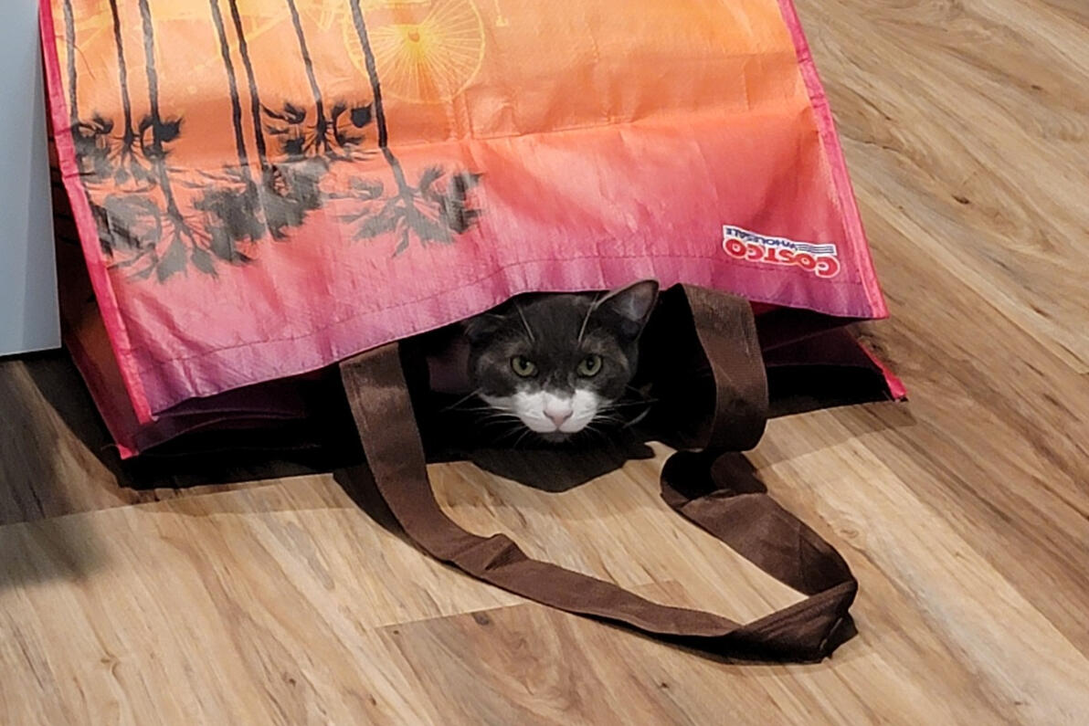 Joey exploring the Costco bag Joey exploring the Costco bag
