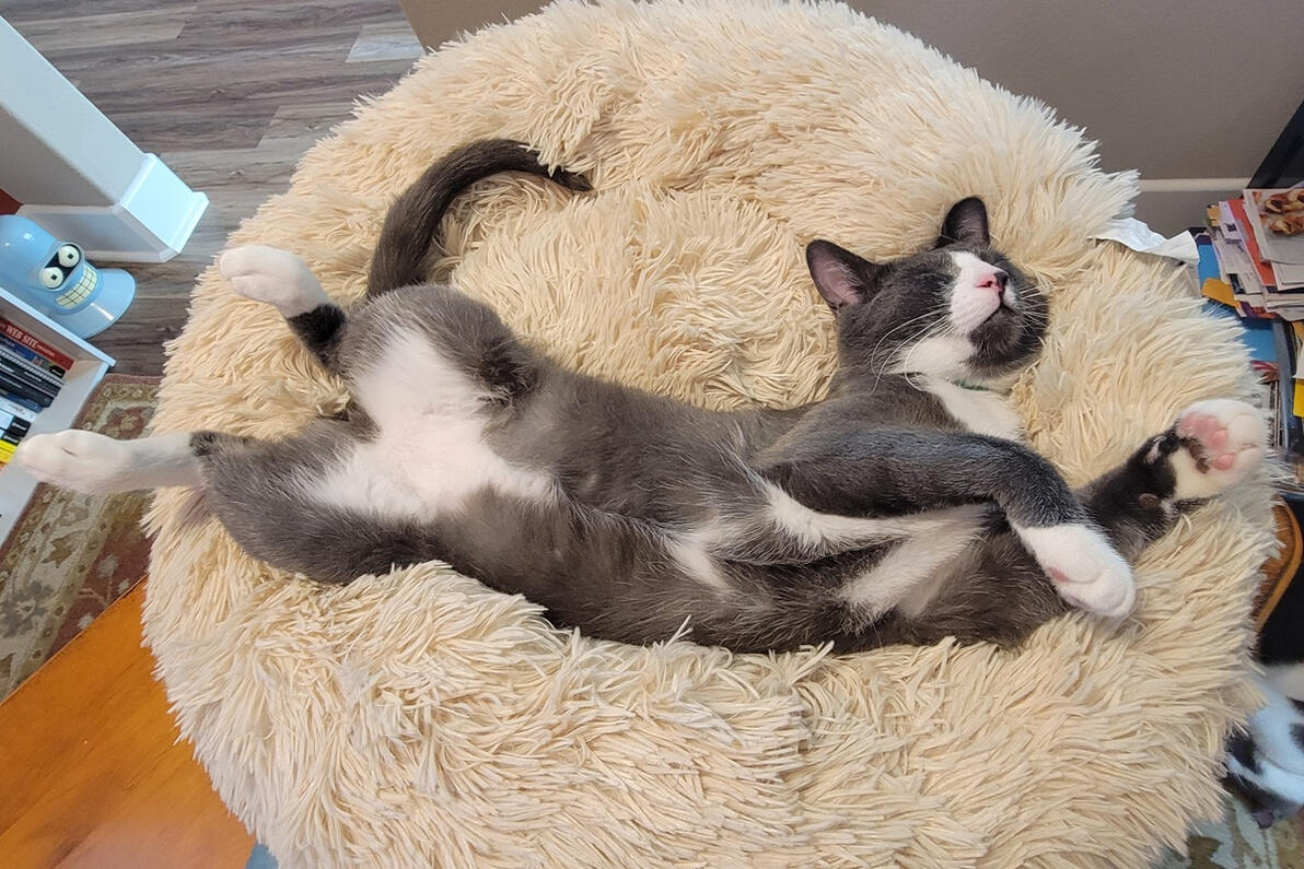 Winston getting comfortable Winston getting comfortable