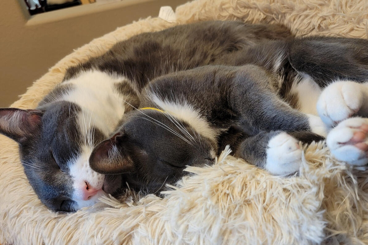 Snuggle Buddies Snuggle Buddies