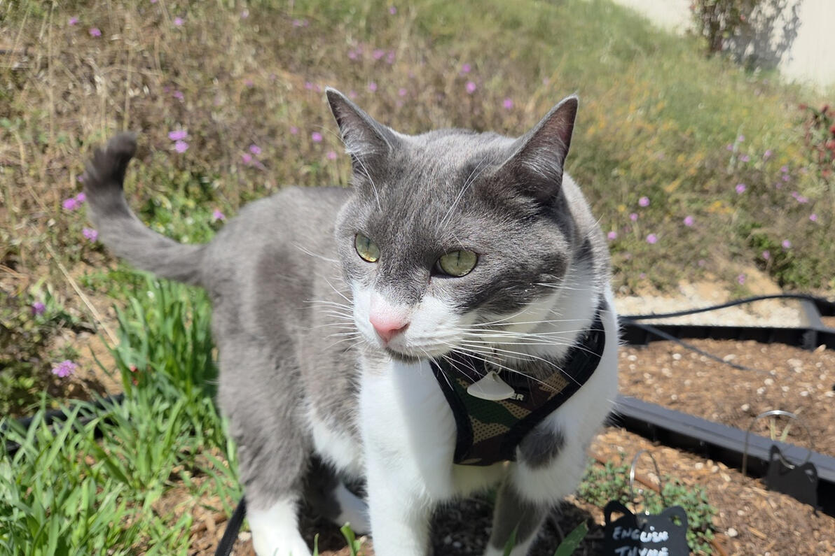 Joey exploring the garden Joey exploring the garden