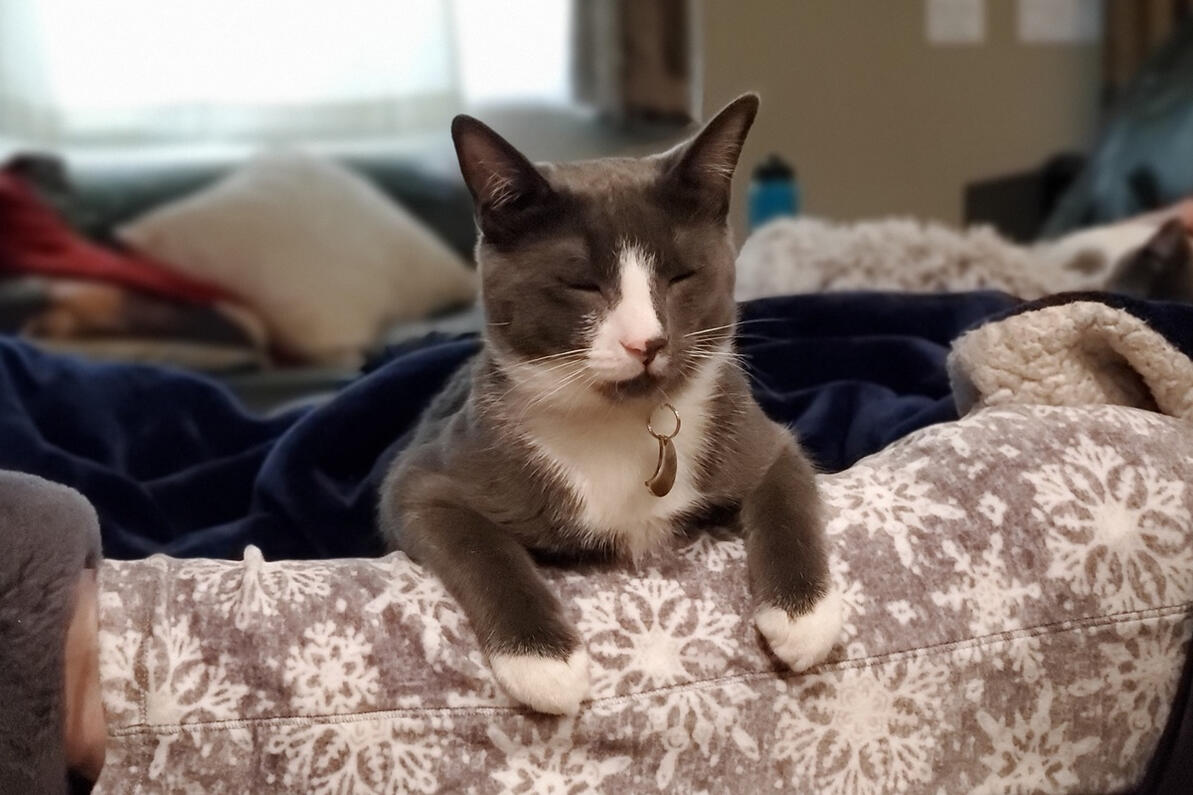 His Royal Highness, Winston His Royal Highness, Winston