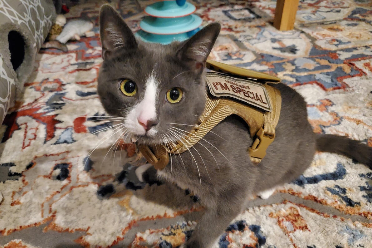 Winston in his tactical gear Winston in his tactical gear