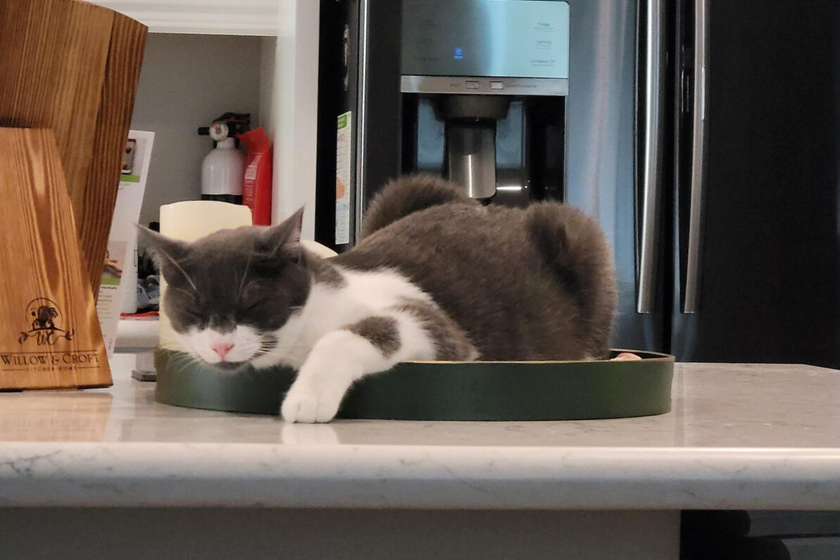 Joey relaxing on the counter Joey relaxing on the counter