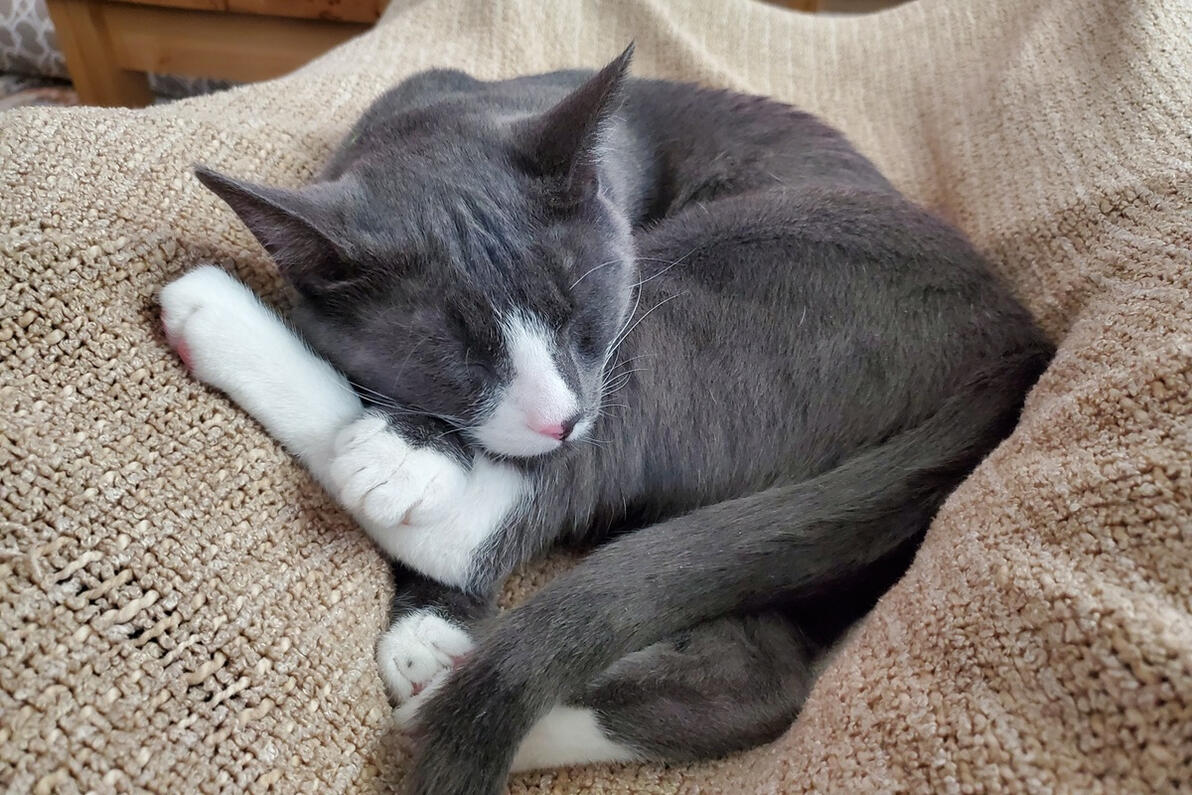 Winston curled up sleeping Winston curled up sleeping