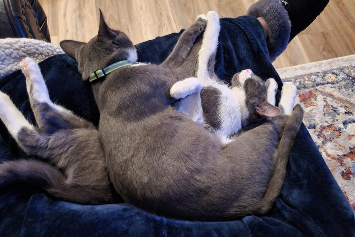 Winston and Joey sleeping Winston and Joey sleeping