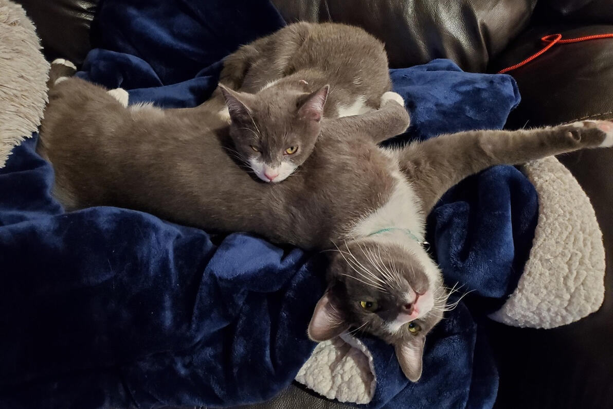 Winston and Joey being lazy Winston and Joey being lazy