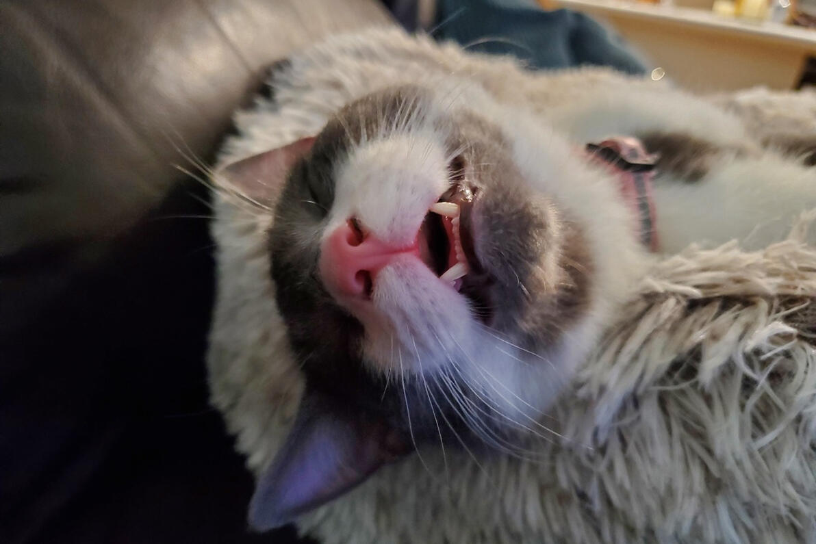 Sleepy Joey Sleepy Joey