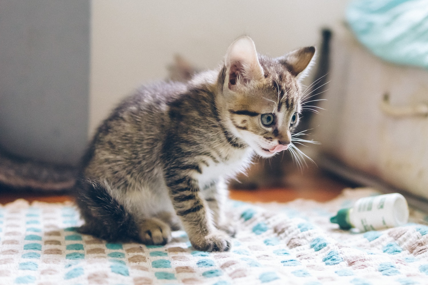 kitten sneezing