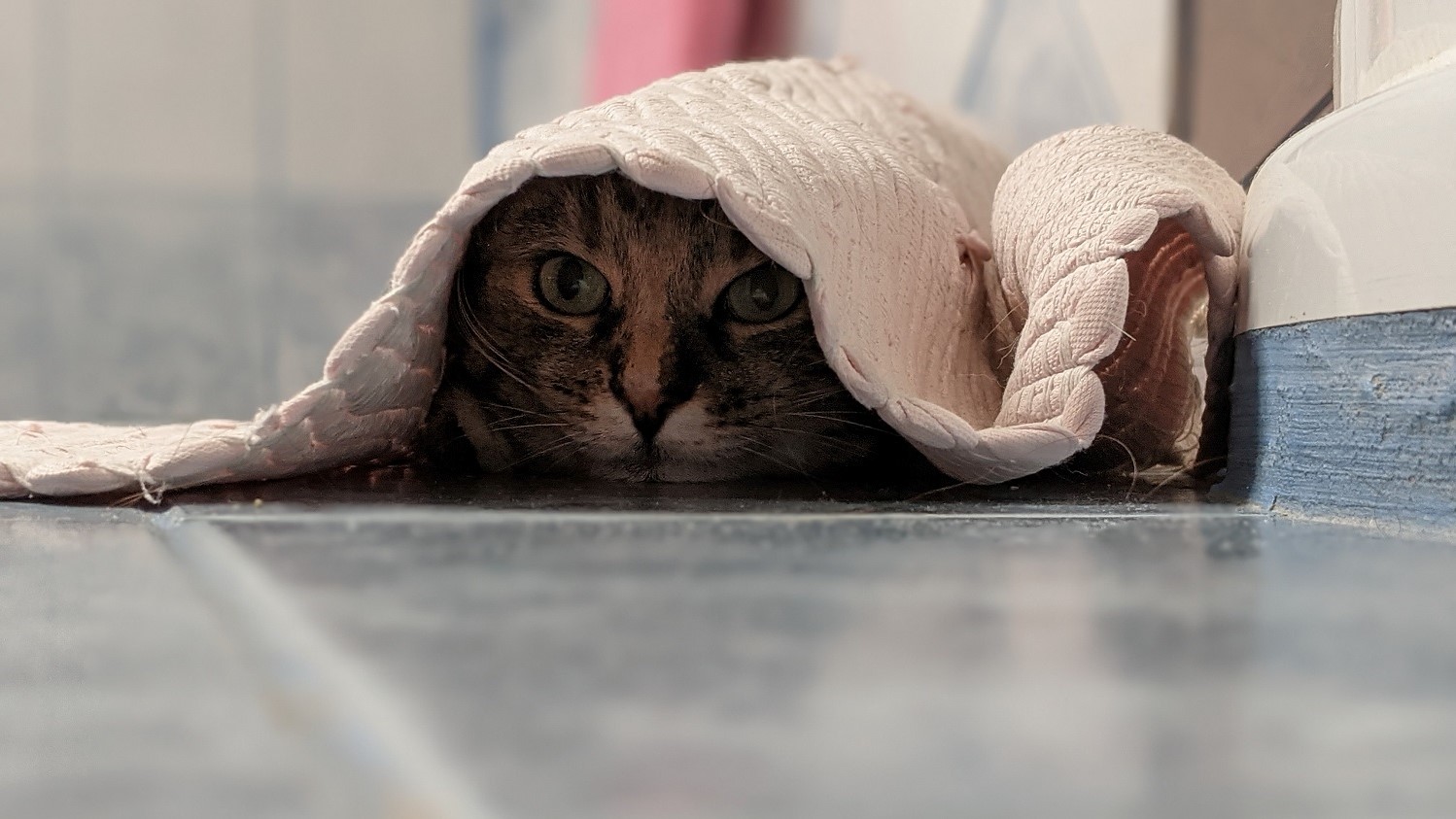 Kitten in the bathroom