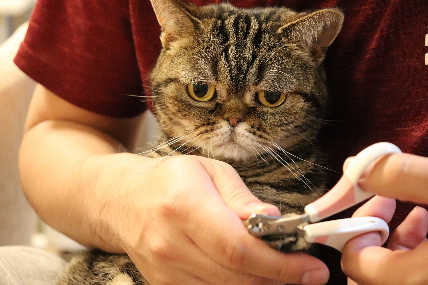 Cat staring at cutting nails.