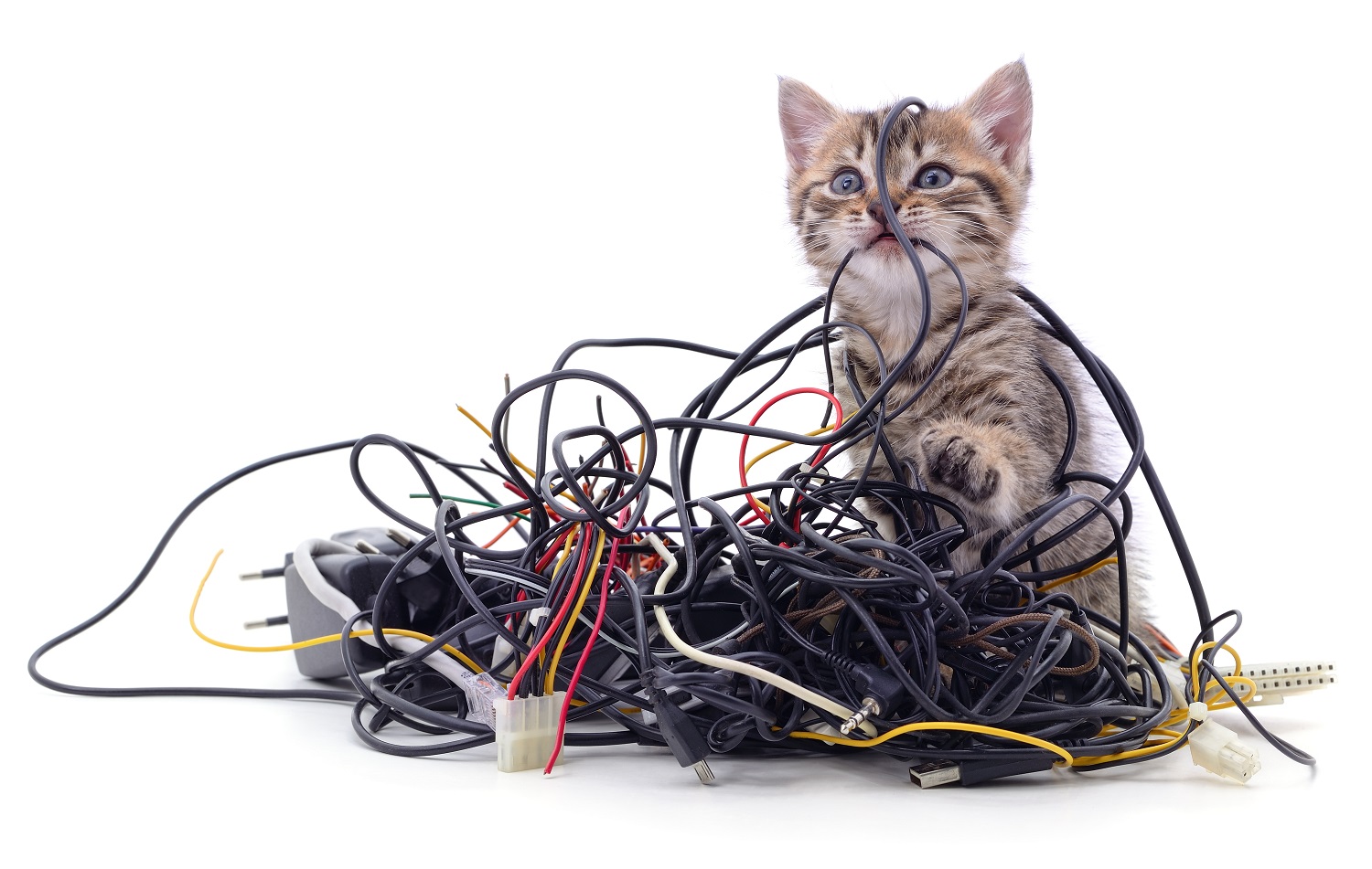 Kitten biting cords