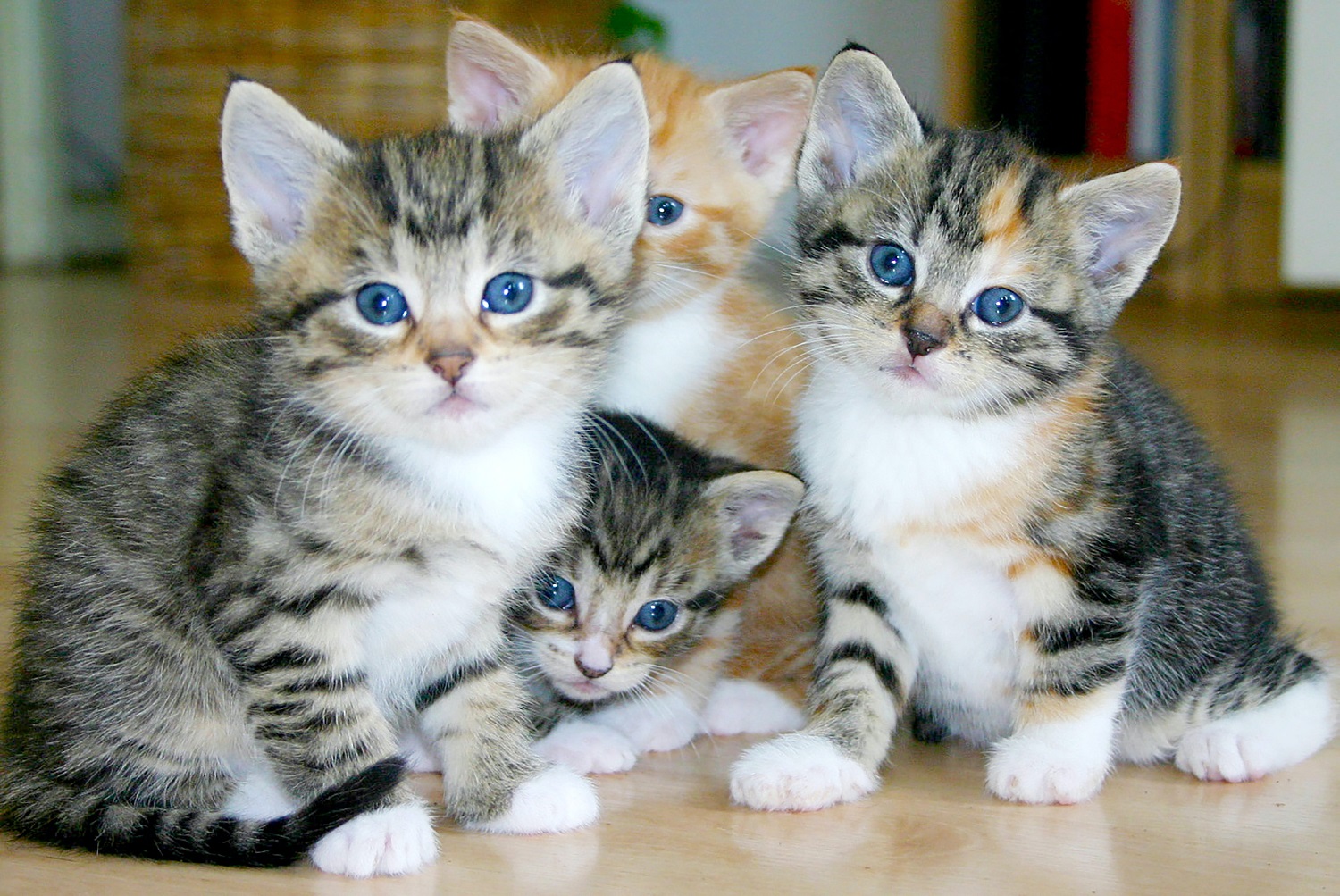 Kittens