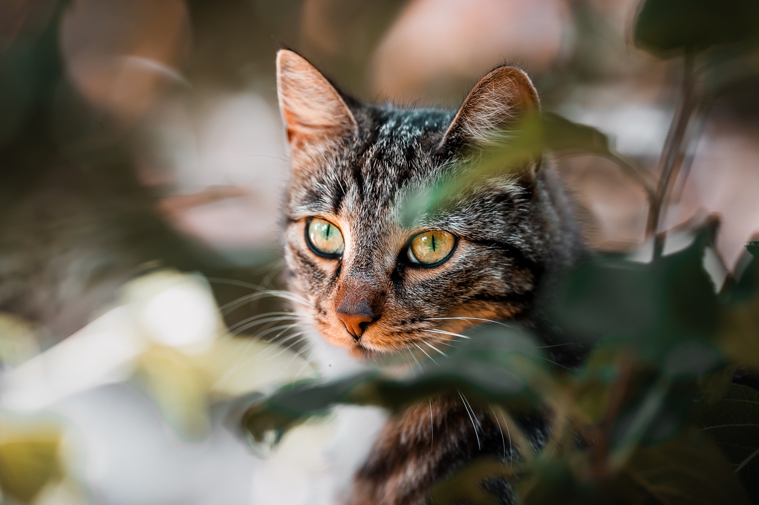 Cat in plants.