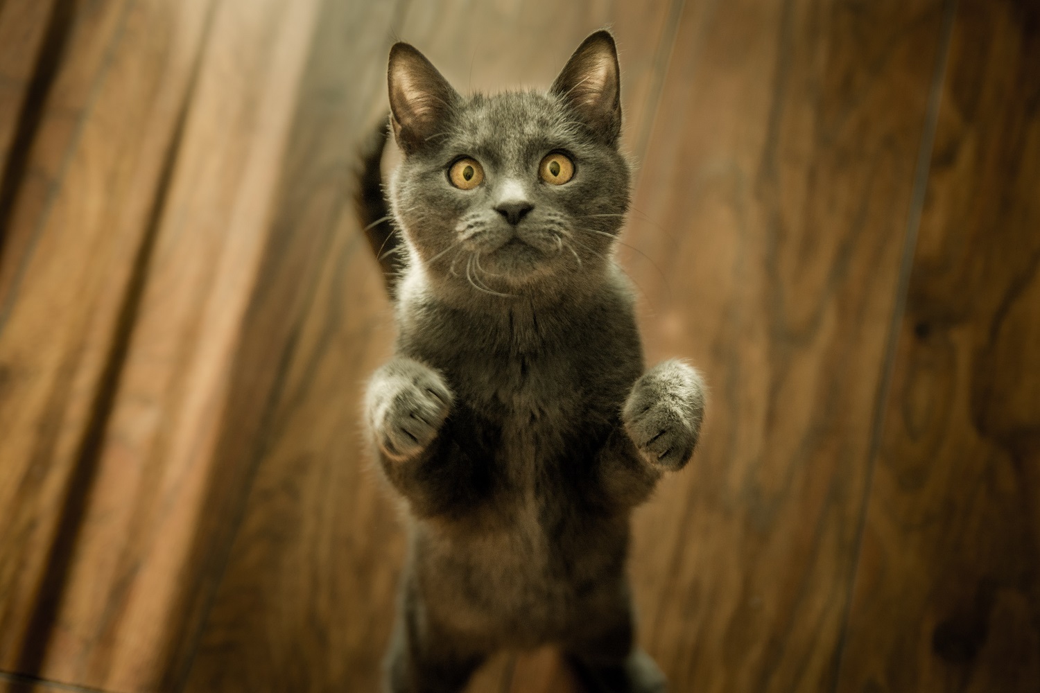 Do cats understand when you apologize?