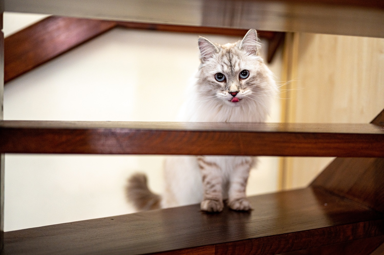 How to kitten-proof stairs