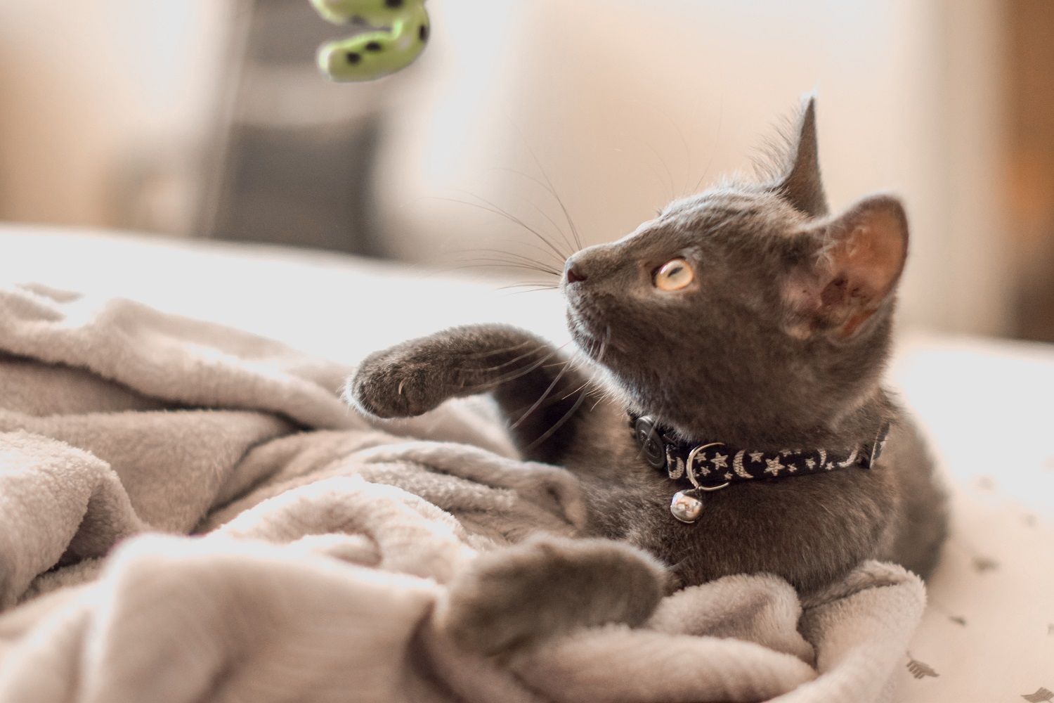 Kitten with blanket.