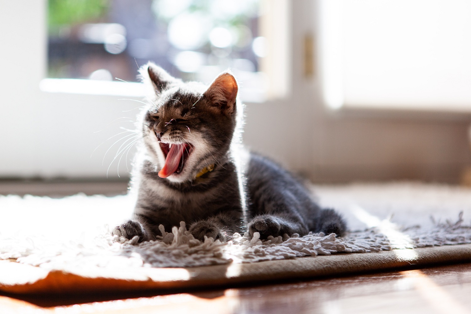 Kitten yawning