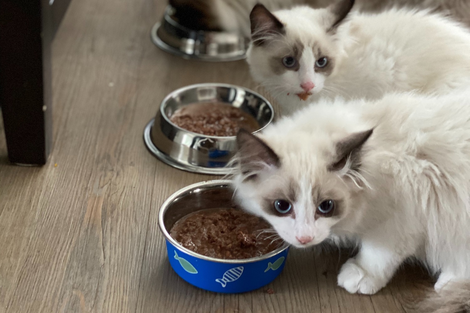 Kitten eating wet cat food