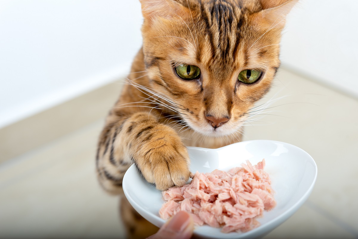 Cat eating wet food every day