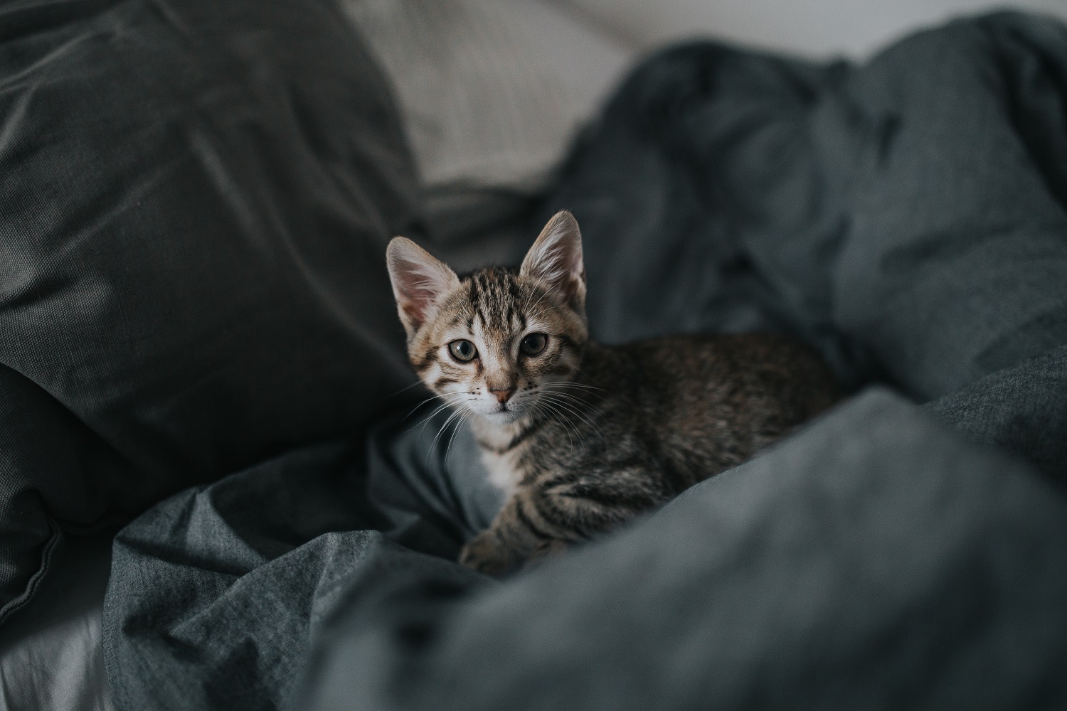 Kitten in bed