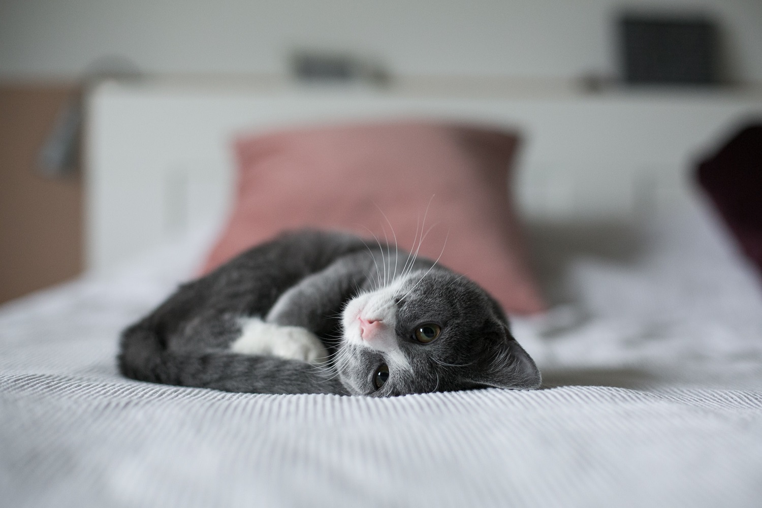 Kitten sleeping on bed