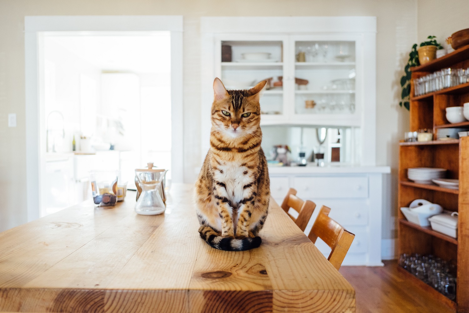 Cat on table