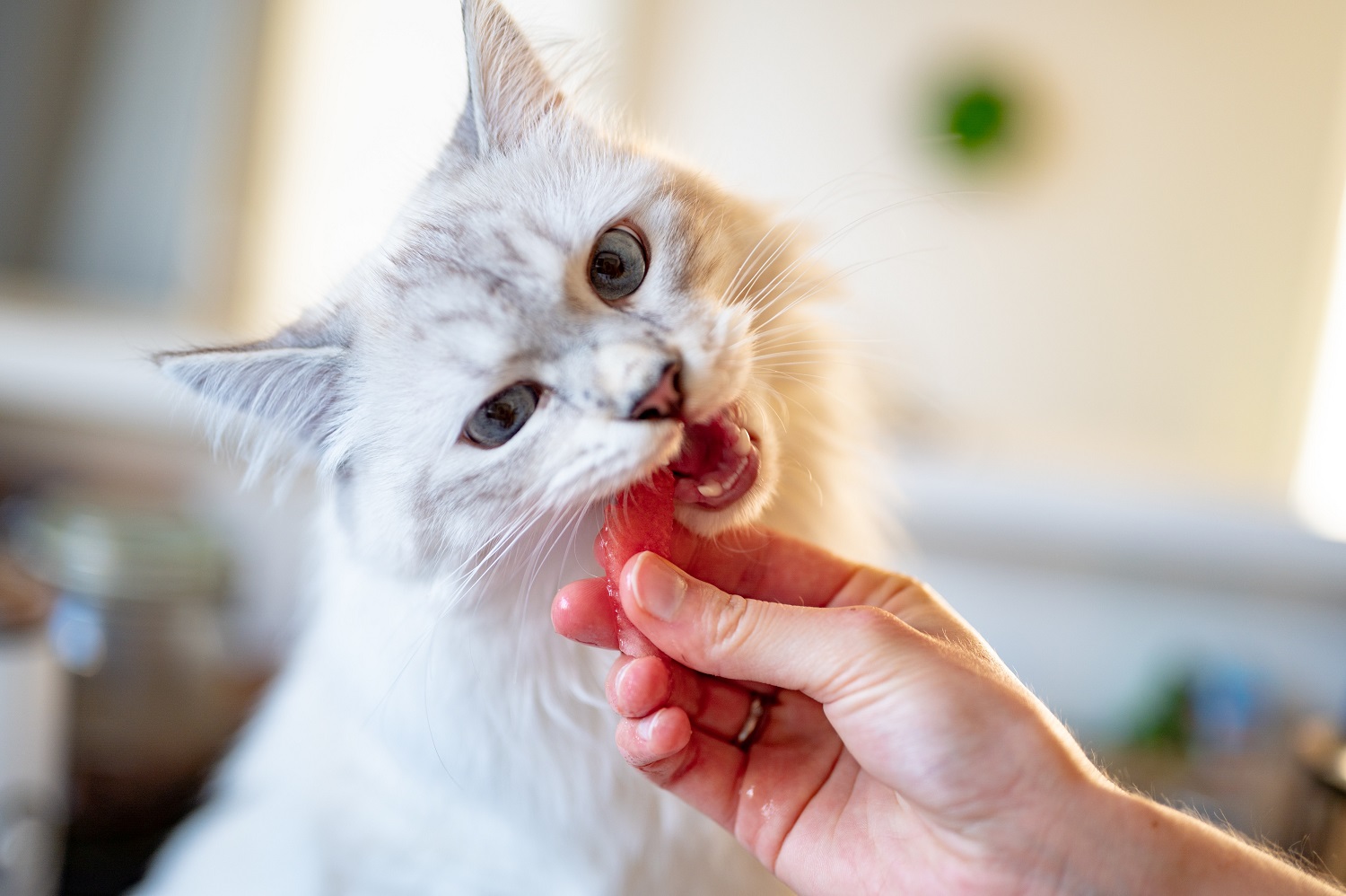 Kitten eating