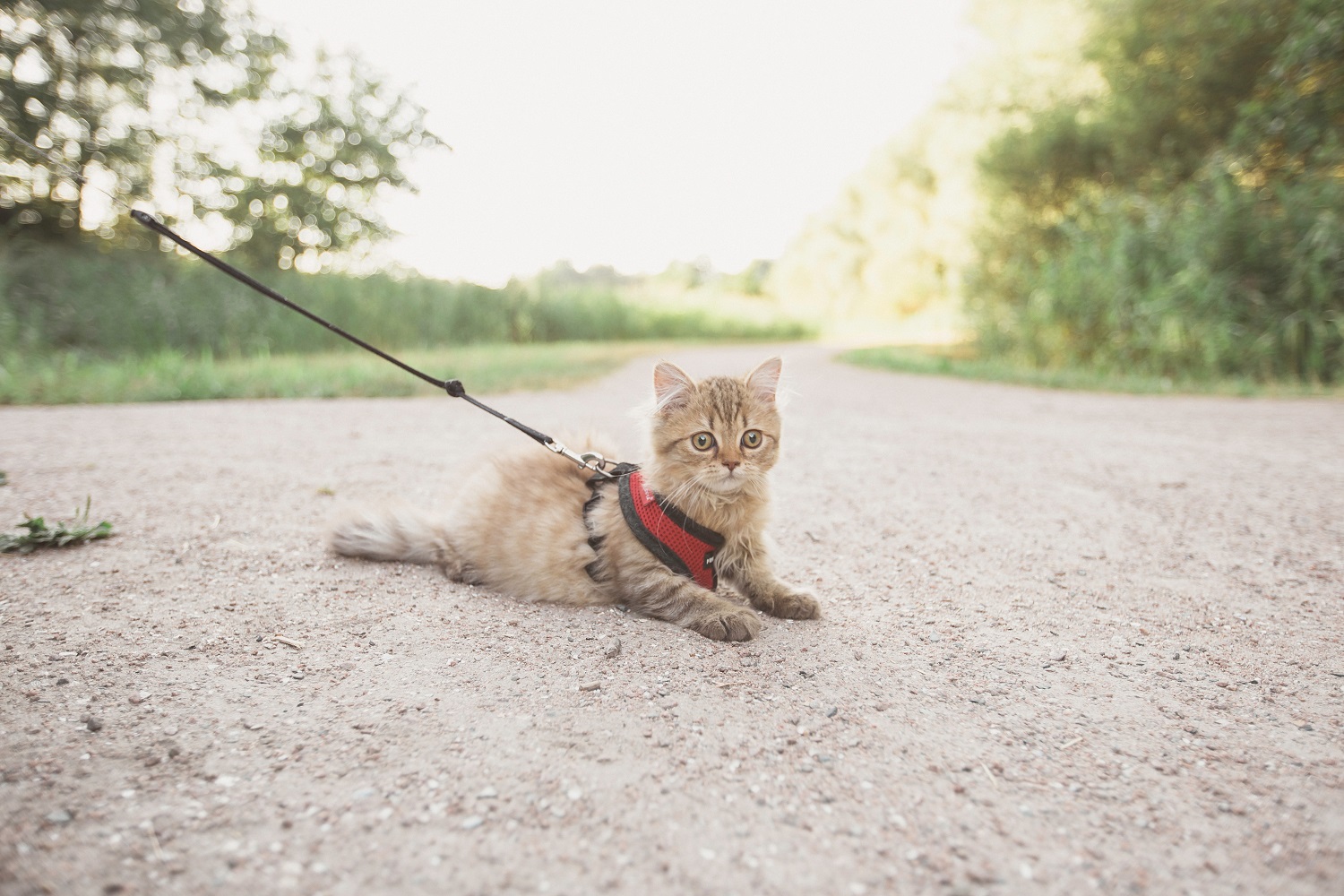 Kitten on a leash