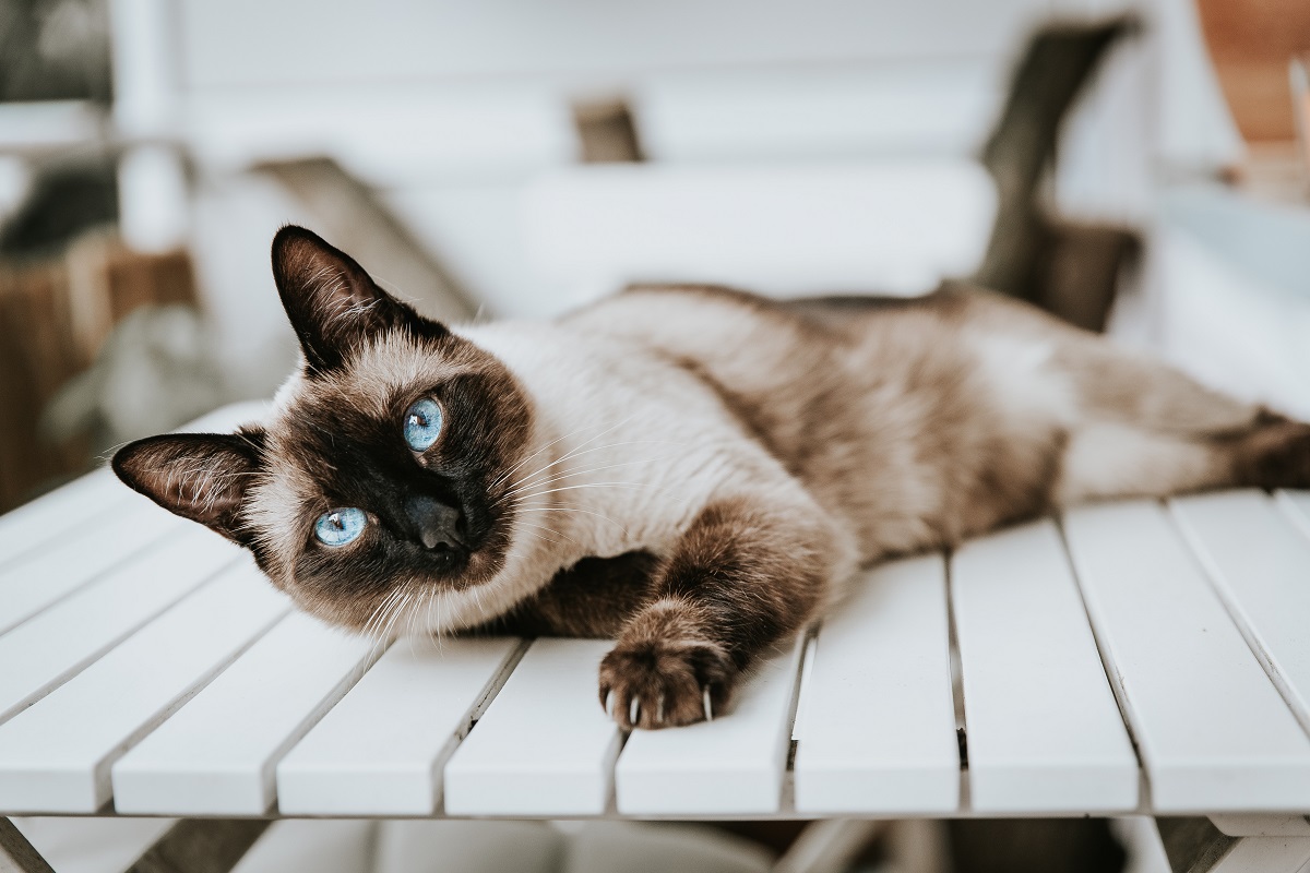 Cat keeping cool without air conditioning