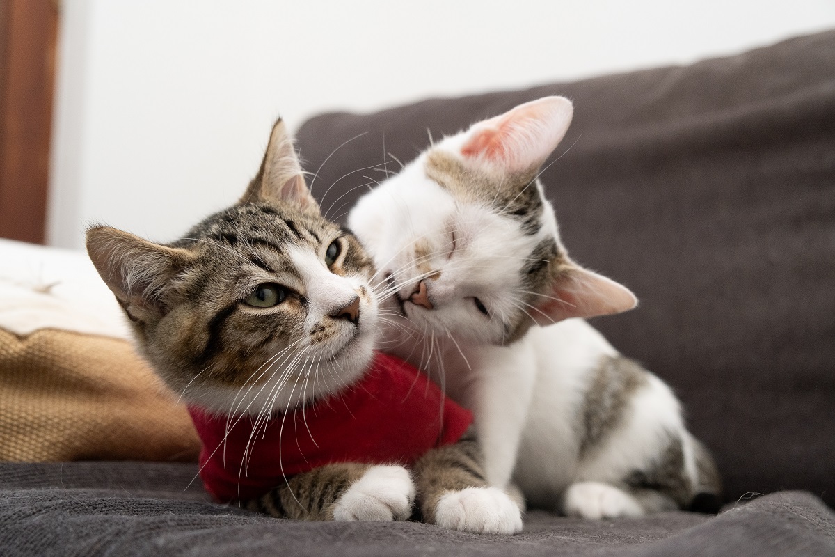 Kittens playing