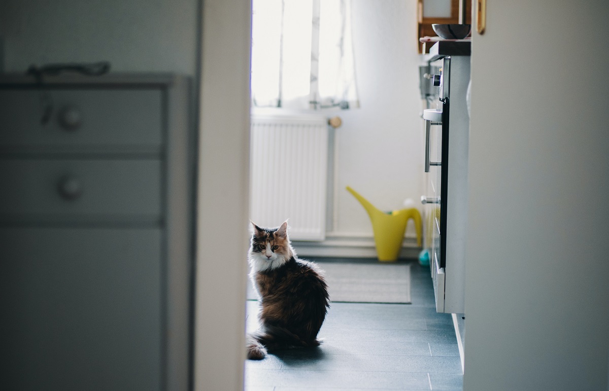 Cat in bathroom