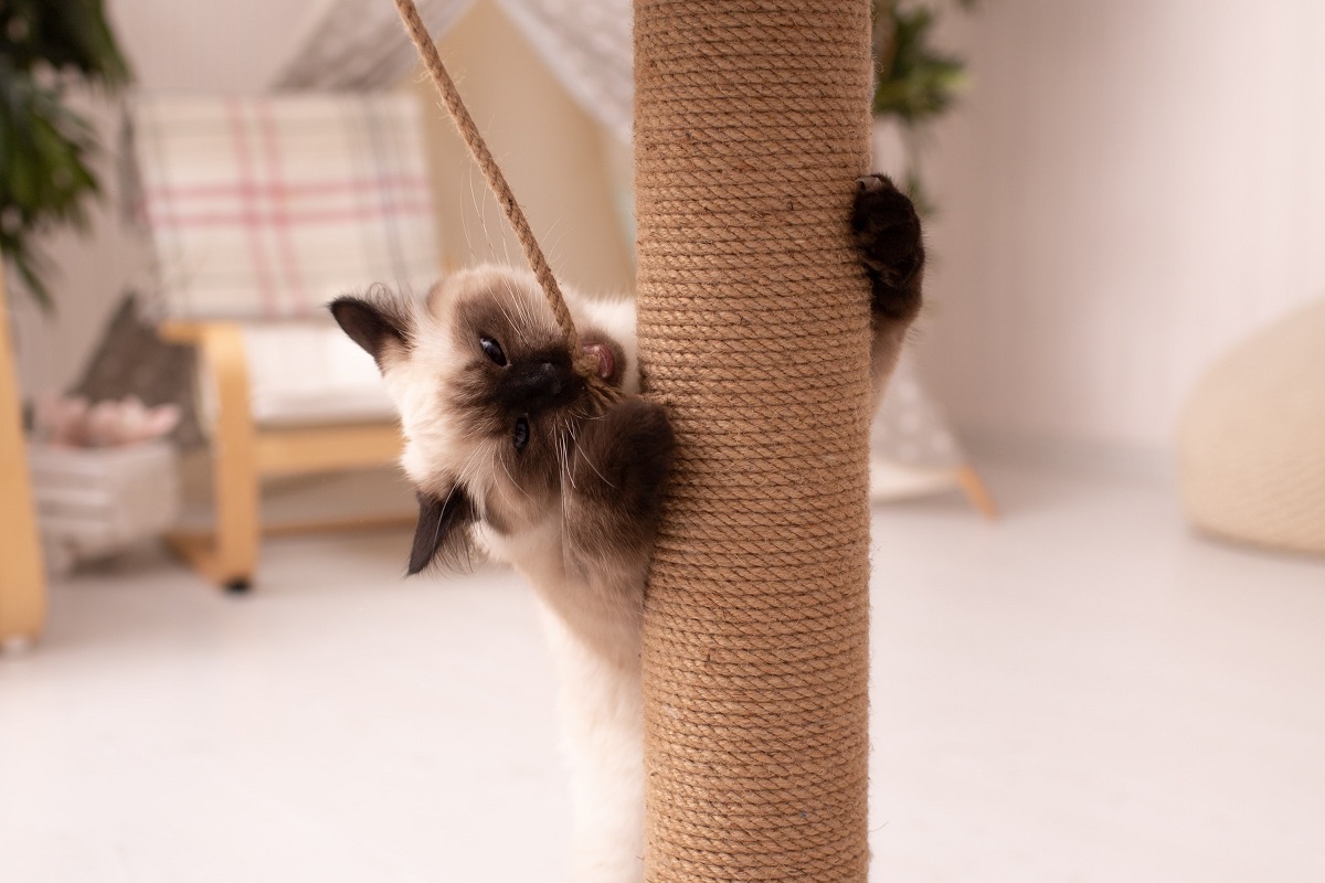 Kitten using scratching post