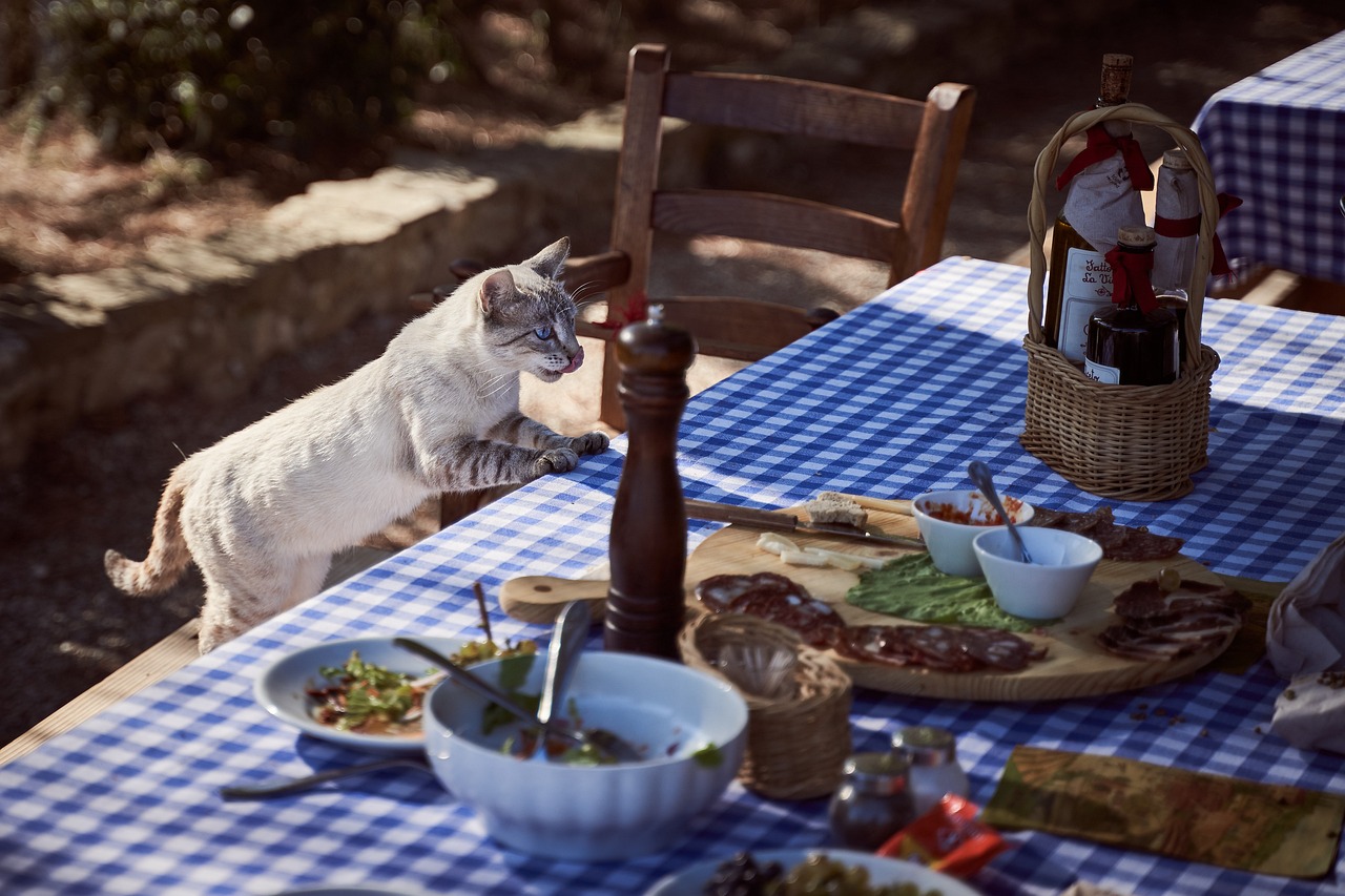 Cat on table