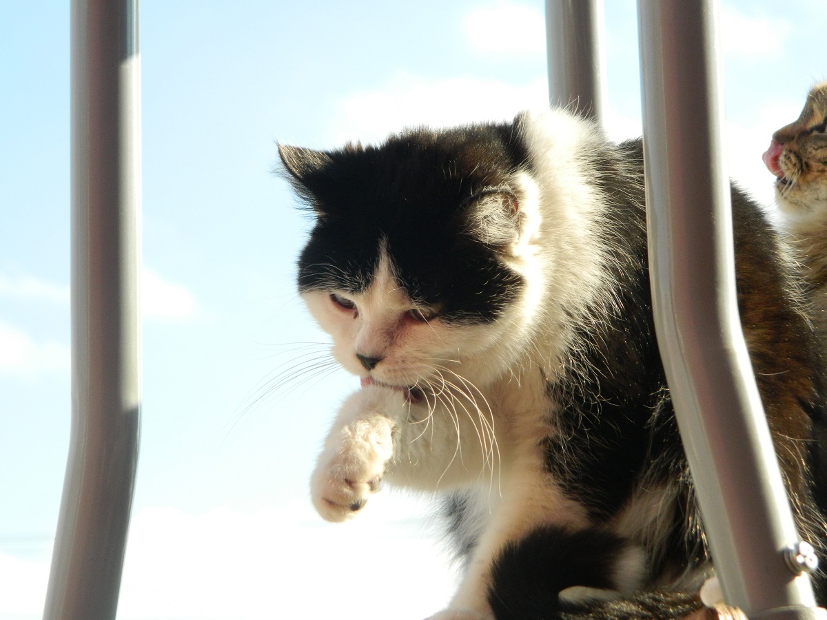 How much grooming is normal for a kitten