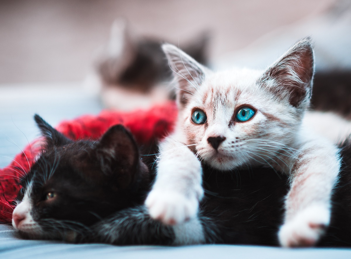 Kitten with blue eyes