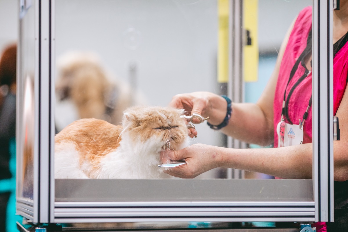 Grooming a cat