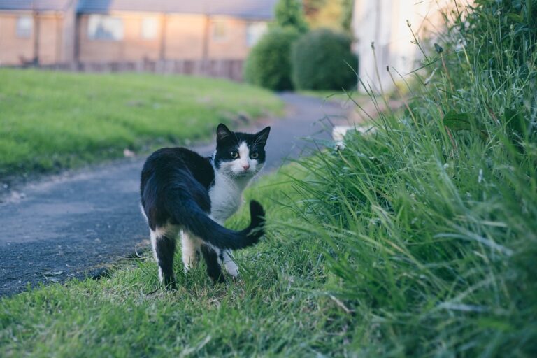 Cat Let How to Safely Let Your Cat Outside Without It Running Away