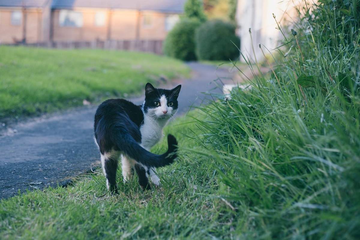 Cat outdoors