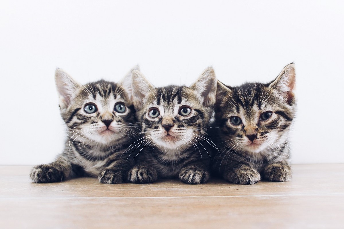 Kittens