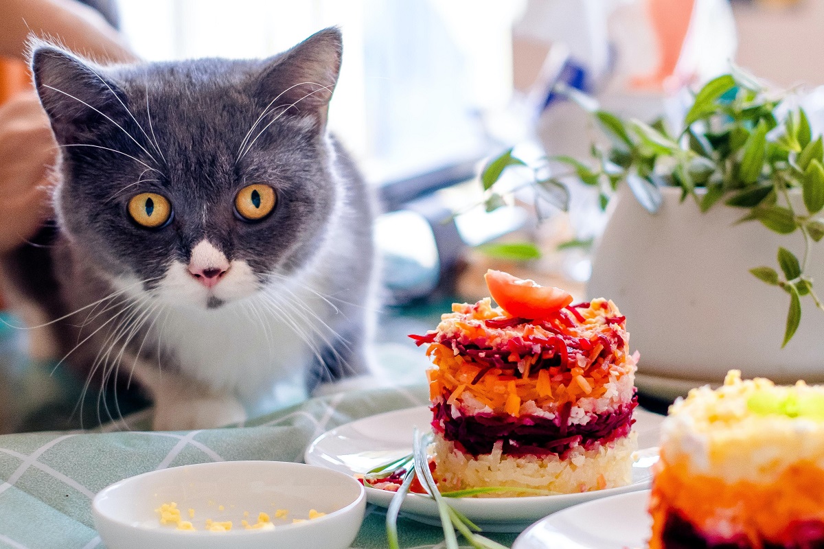 Cat at table