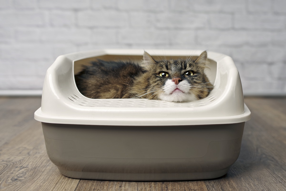 Cat laying in litter box