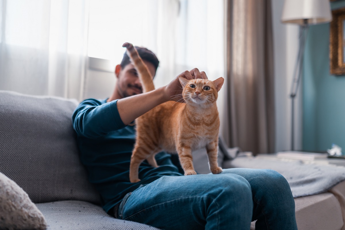 Cat in lap