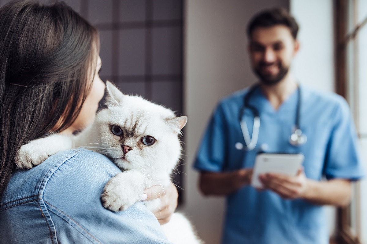 How to choose a vet