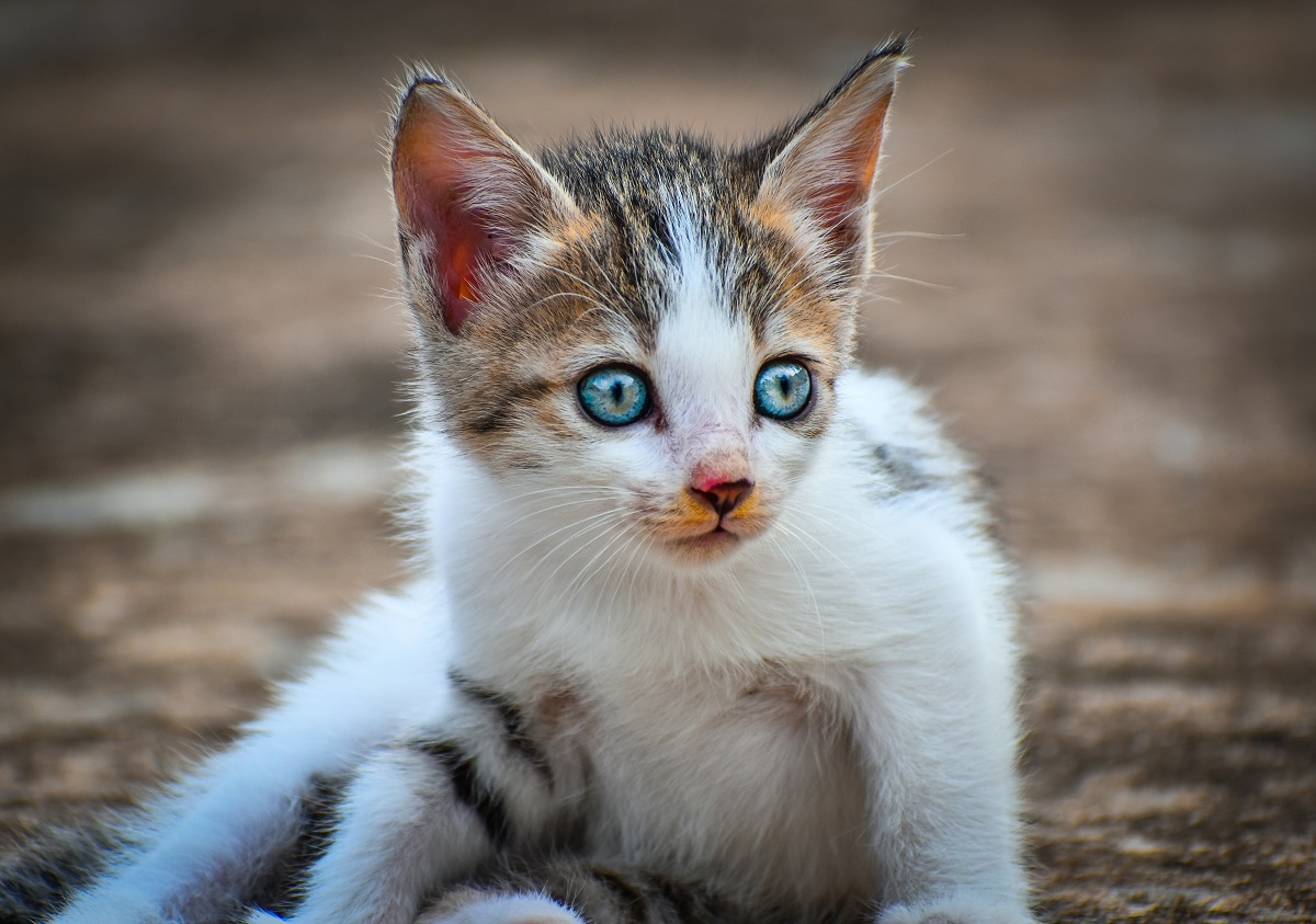 Baby kitten with blue eyes