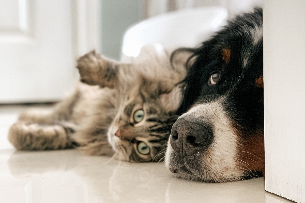Cat with dog