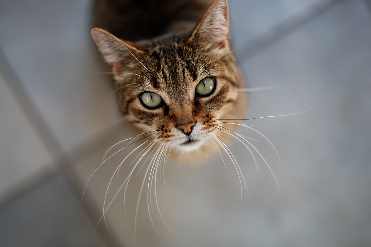 Cat looking up