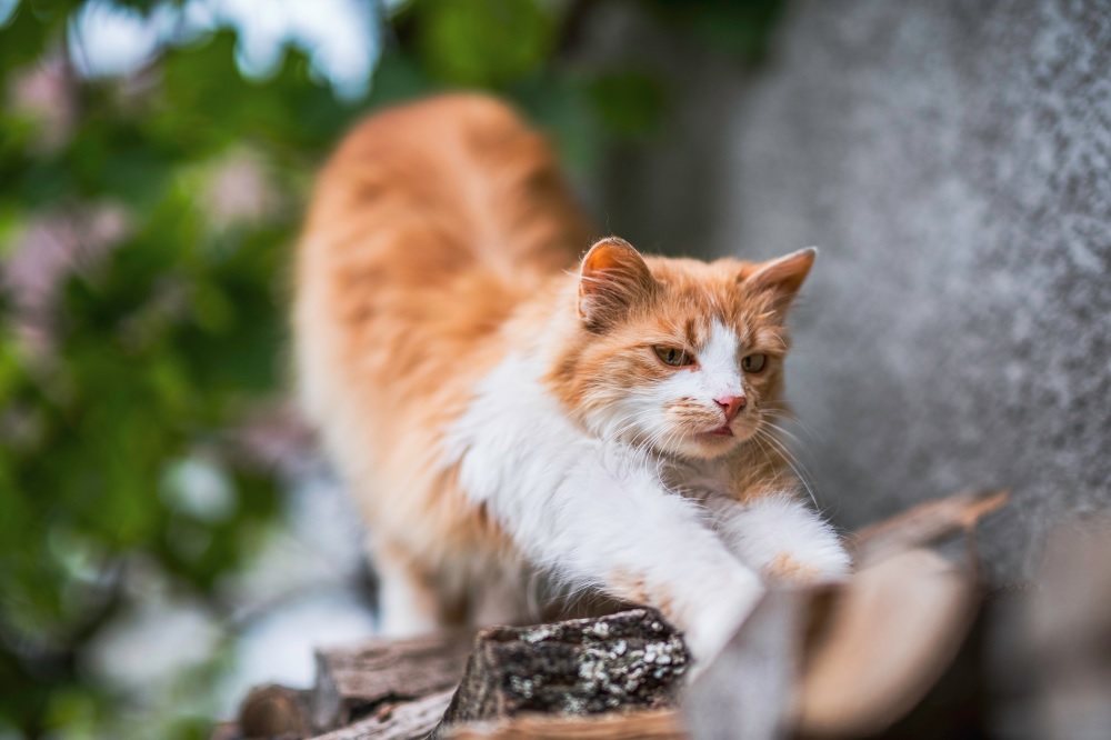 Cat arching its back