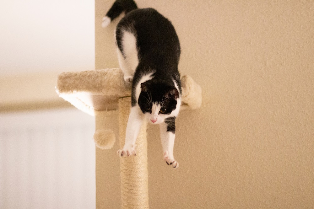 Cat jumping