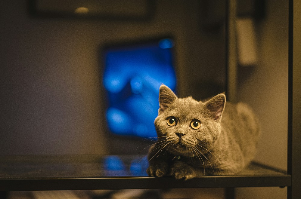 Cat watching TV
